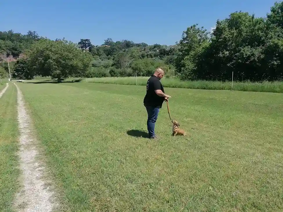 La foto rappresenta un Cane di Piccola Taglia molto Esuberante e Ribelle in una Lezione di Educazione e Controllo del Corso Specialistico per Cani Piccoli da Compagnia e Toy - Lorenzo Gnerucci Dog City Scuola Addestramento Cani Roma - www.dogcity.it