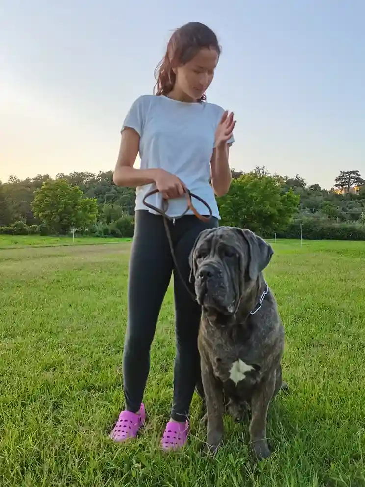 La foto rappresenta una Proprietaria con il suo Cane Corso in fase di Lezione Addestramento Educativo al Guinzaglio dimostrando il totale controllo attraverso la formazione ricevuta dall’Addestratore di Cani e Istruttore Cinofilo Lorenzo Gnerucci della Dog City Scuola Addestramento Cani Roma - www.dogcity.it