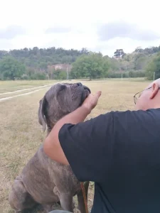 La foto rappresenta l’Interno del Campo Scuola della Settima Sede Dog City Scuola Addestramento Cani di Lorenzo Gnerucci con un Cane Corso in Sicurezza per un Intervento di Igiene e Pulizia con Spazzolata - 00010 Roma Est - www.dogcity.it